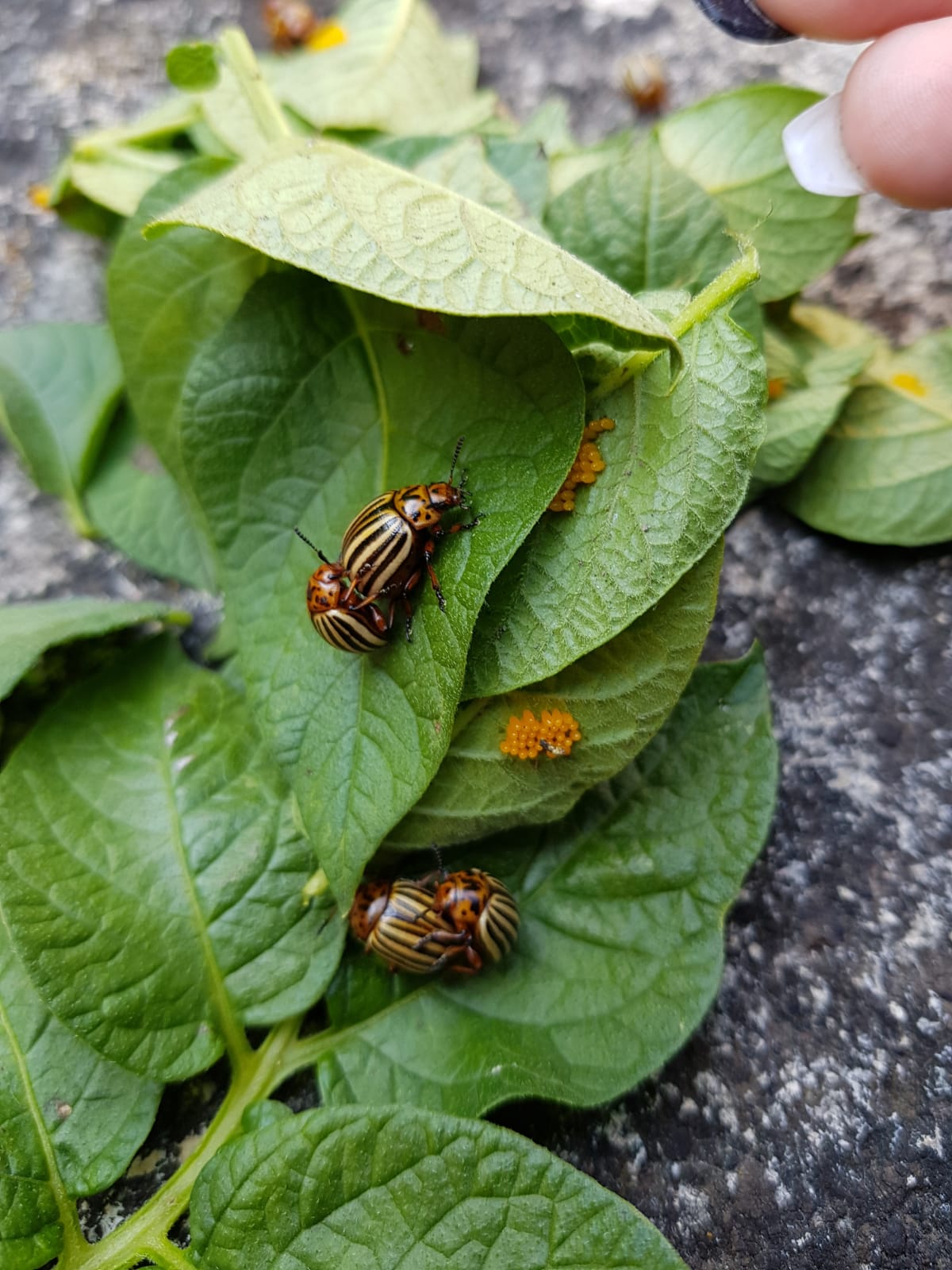 Die Erdäpfelkäfer sind da ;(